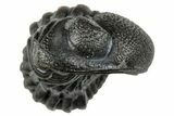 Enrolled Eldredgeops Trilobite Fossil - New York #285643-1